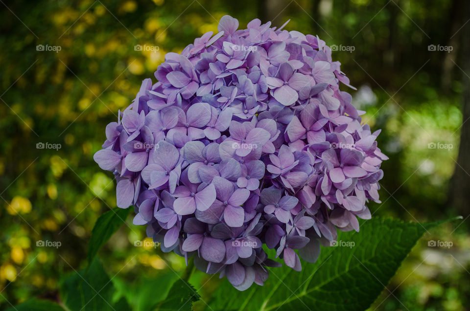 Purple cluster. Hydrangea fall bloom