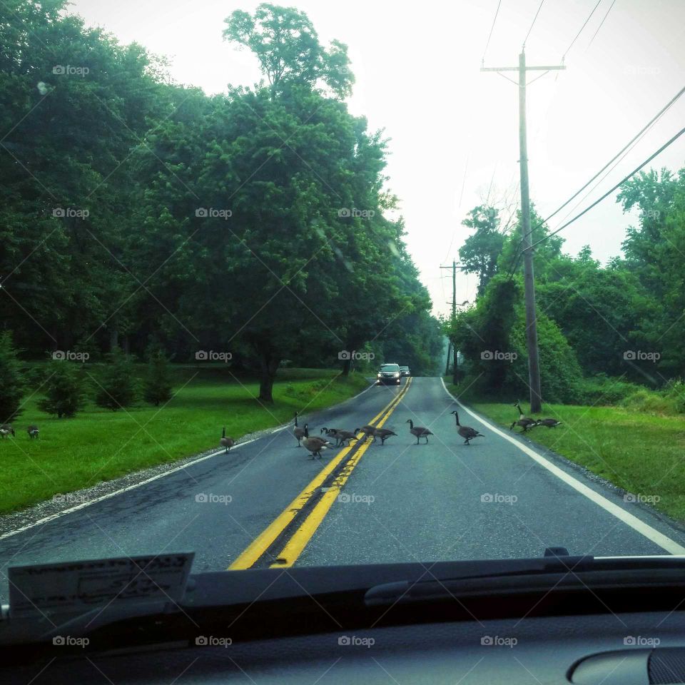 good thing I am okay with starting off my day being quite ducky!