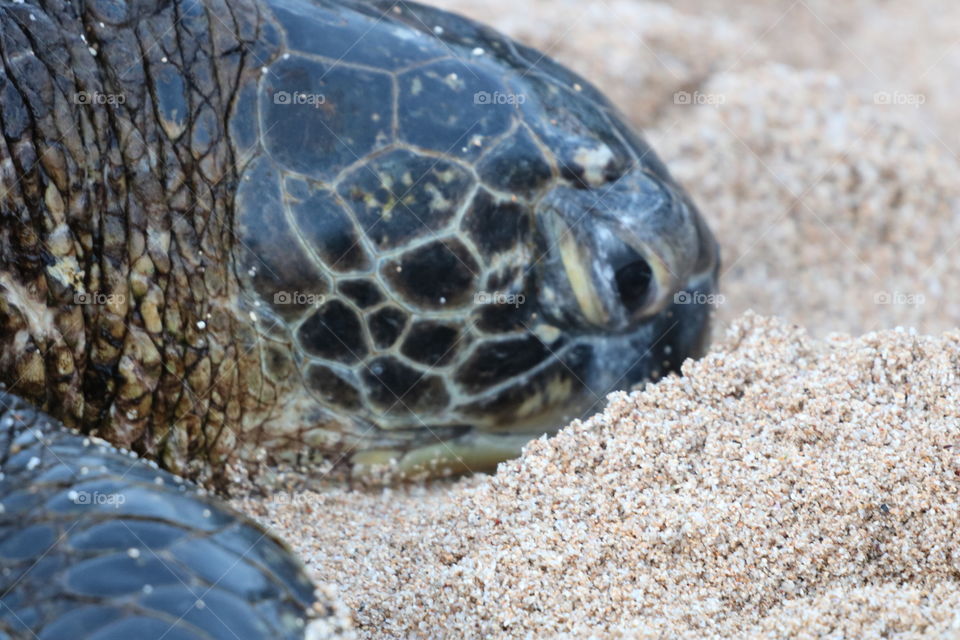 Head of sea turtle , geometric pattern of its skin and eyes open while it slowly makes its bed on the sand