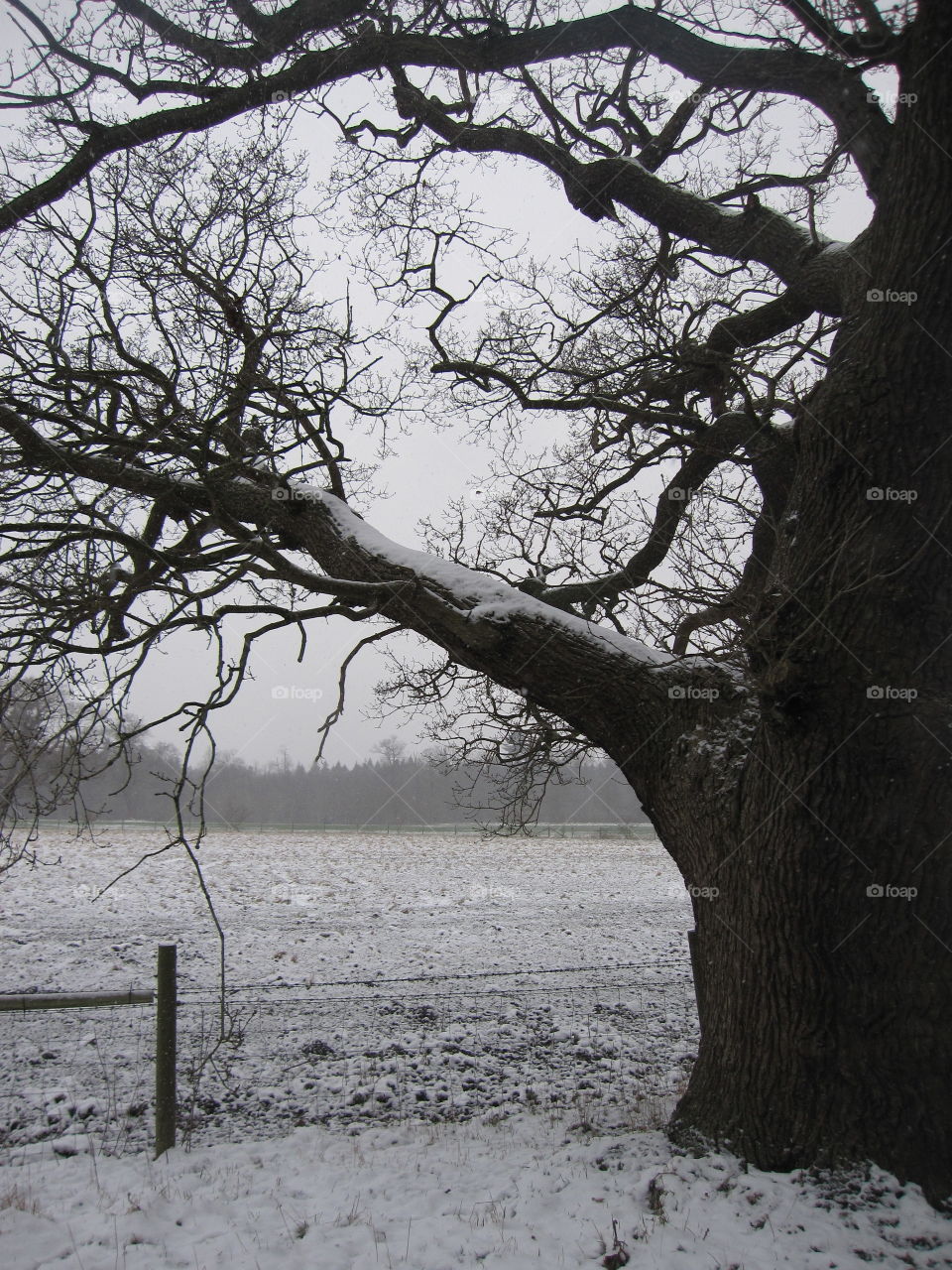 Snow On Branches