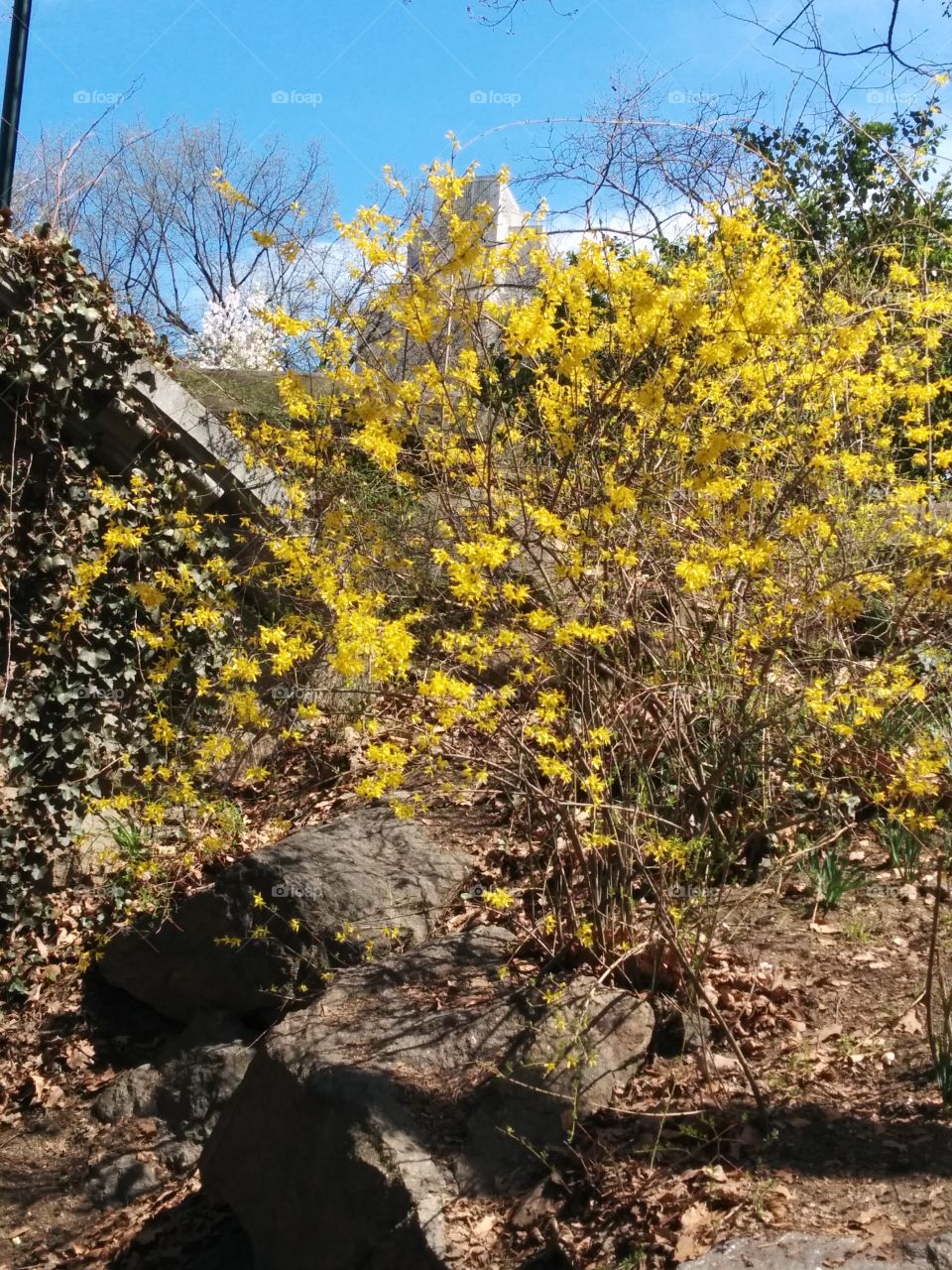 Spring Flowers. Admiring the glorious landscape of Central Park, New York City.