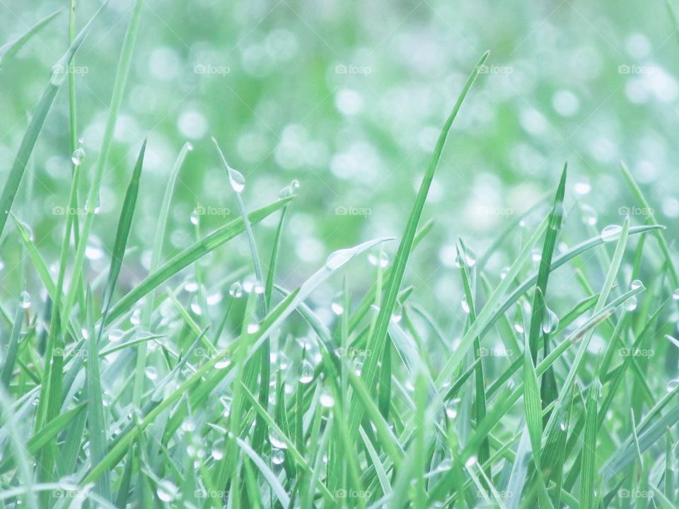 Fresh morning grass With dew drops - White x Green Mission