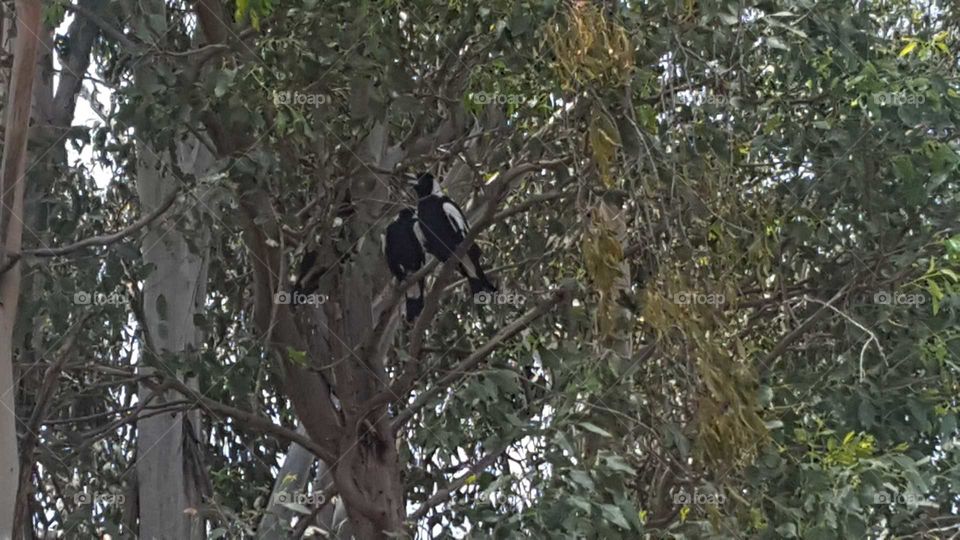 Magpie sitting in the I'm fun tree