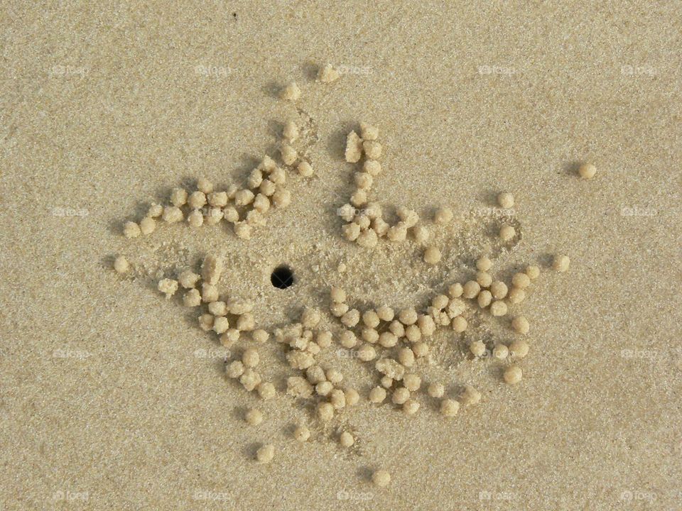 Hermit Crab Hideaway