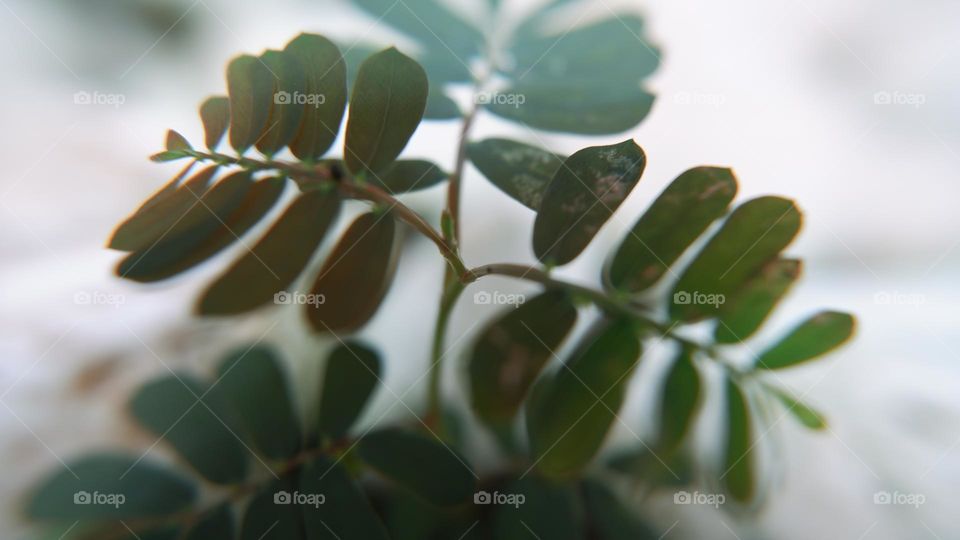 Blurred photo of Saga leaves which are green with many leaves on one stem, saga leaves are included as herbal leaves for traditional medicine