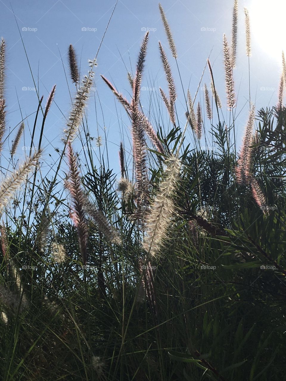 Grassland in sunny afternoon 