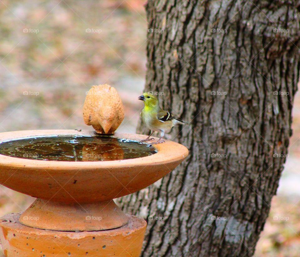 Bird washing up at the birdbath 