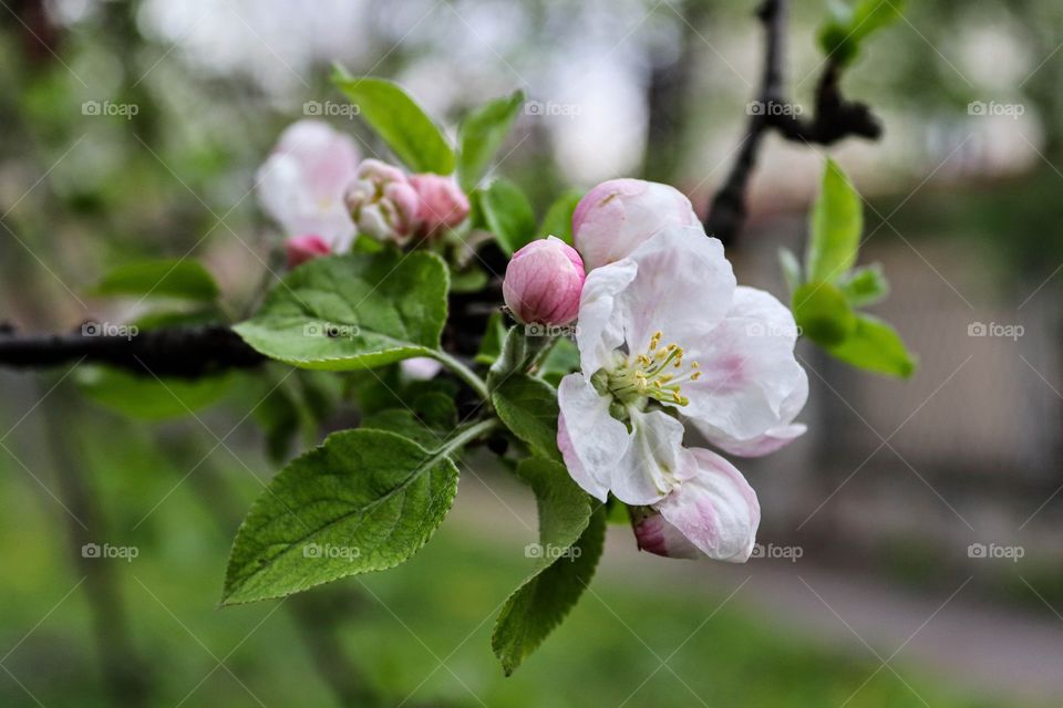 Blooming Apple #apple #spring #bloom #flower
