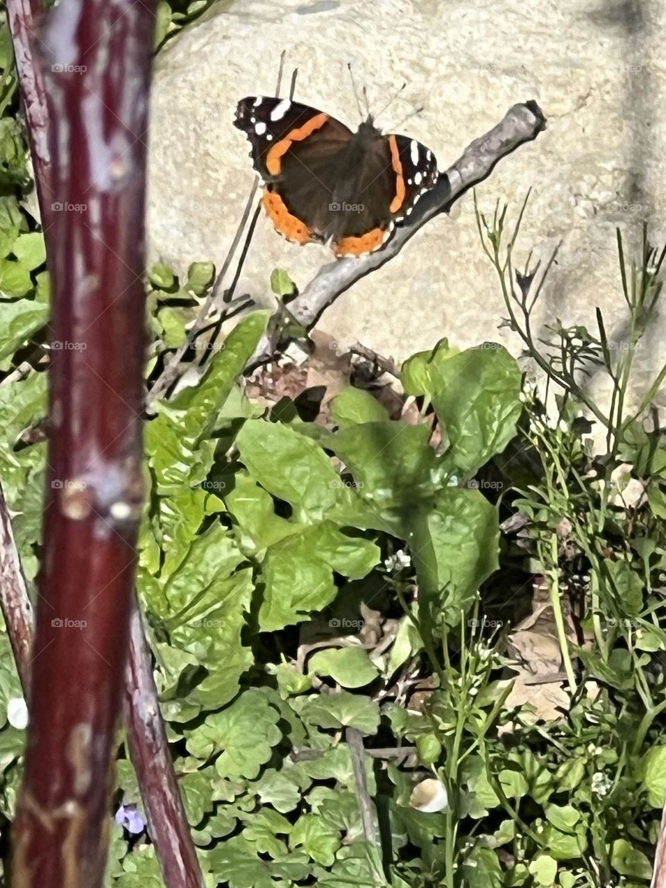 Painted lady 
