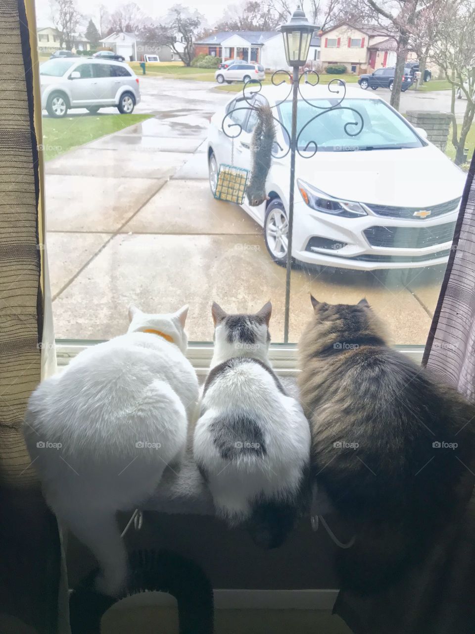 3 cats and a squirrel 