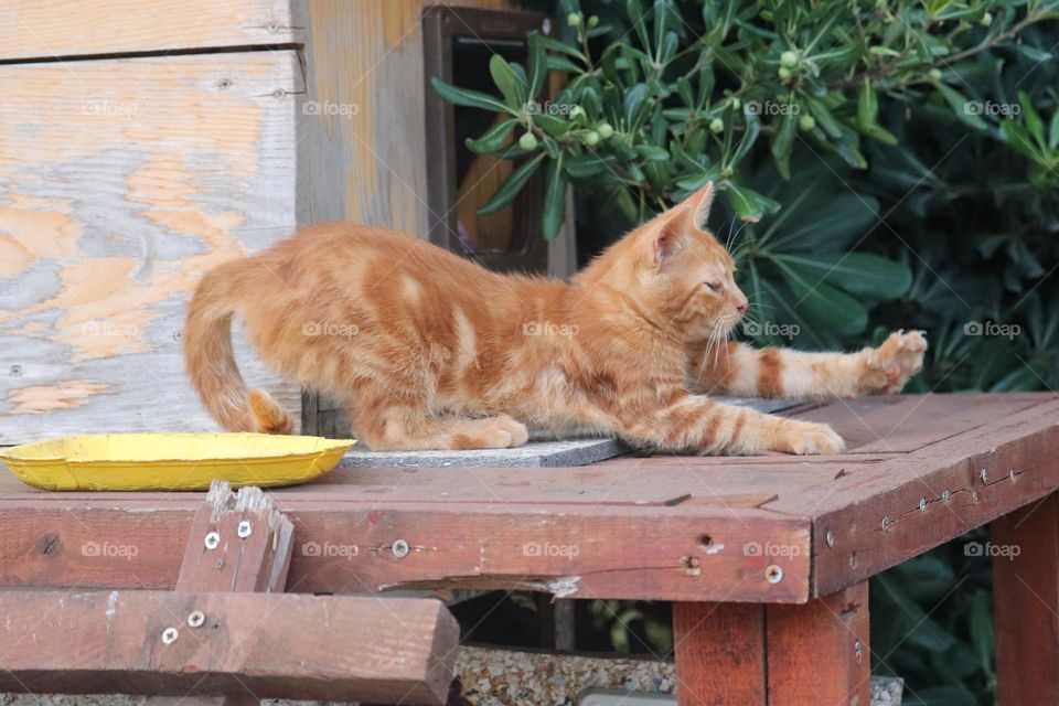 Orange coated cat - animal portrait