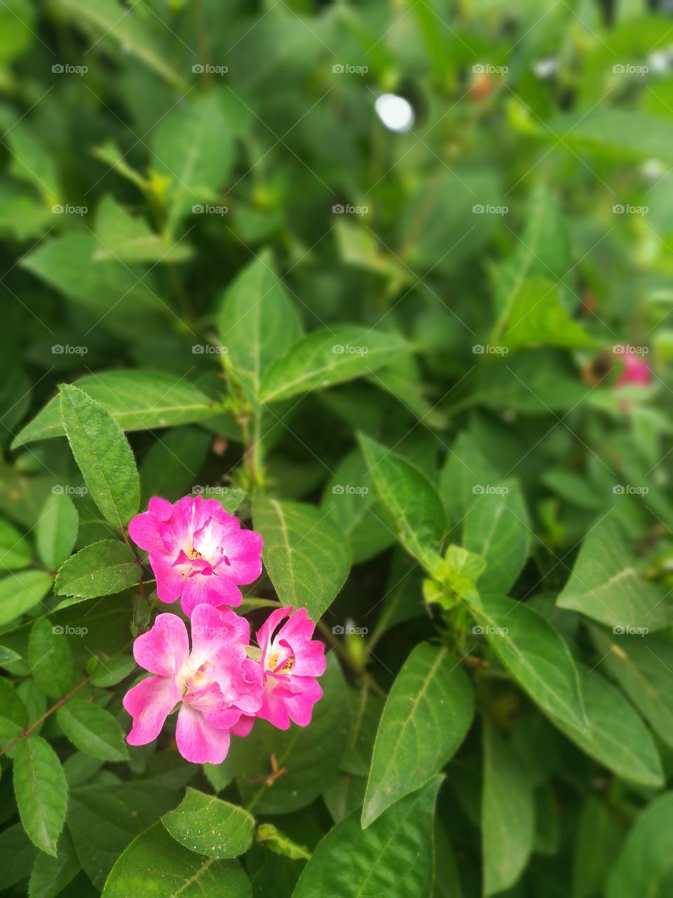 pinky cute flowers