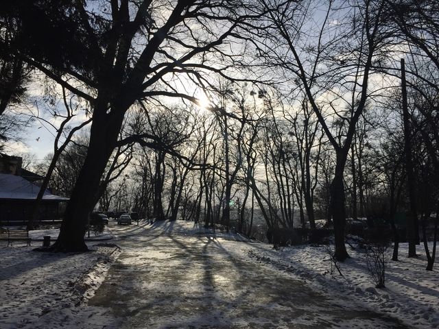 Forest