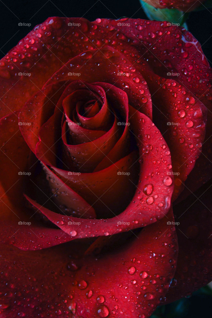 Red rose splashes of water