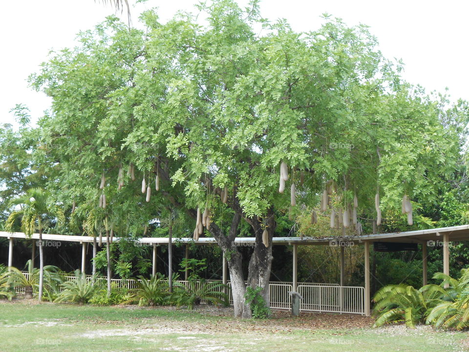 Urban tree. Jungle Island Zoo. Miami