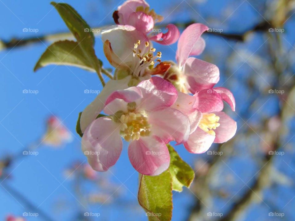 Apple blossoms