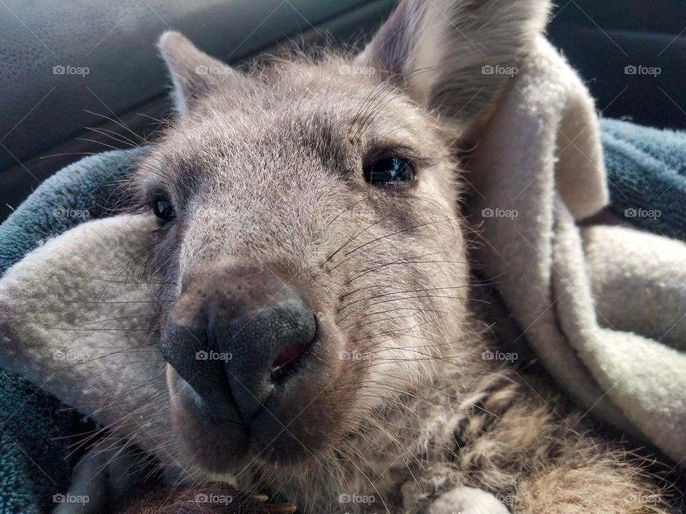 a kangaroo being held having a cuddle.