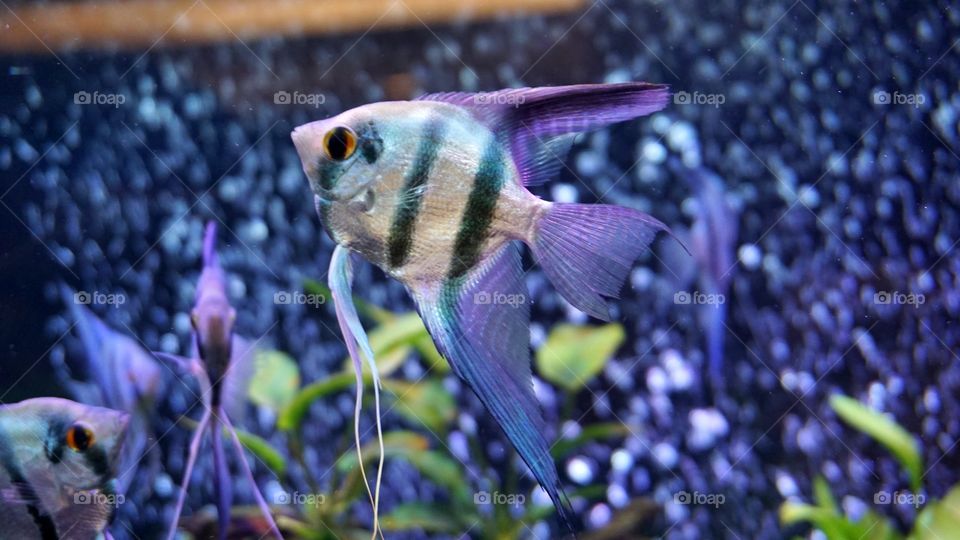 Angelfish