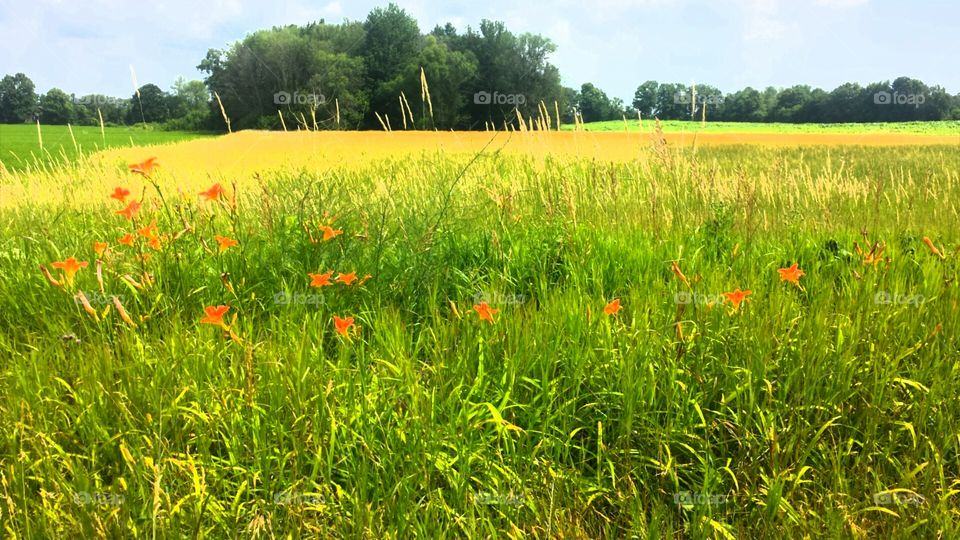 Nature. Summer Colours