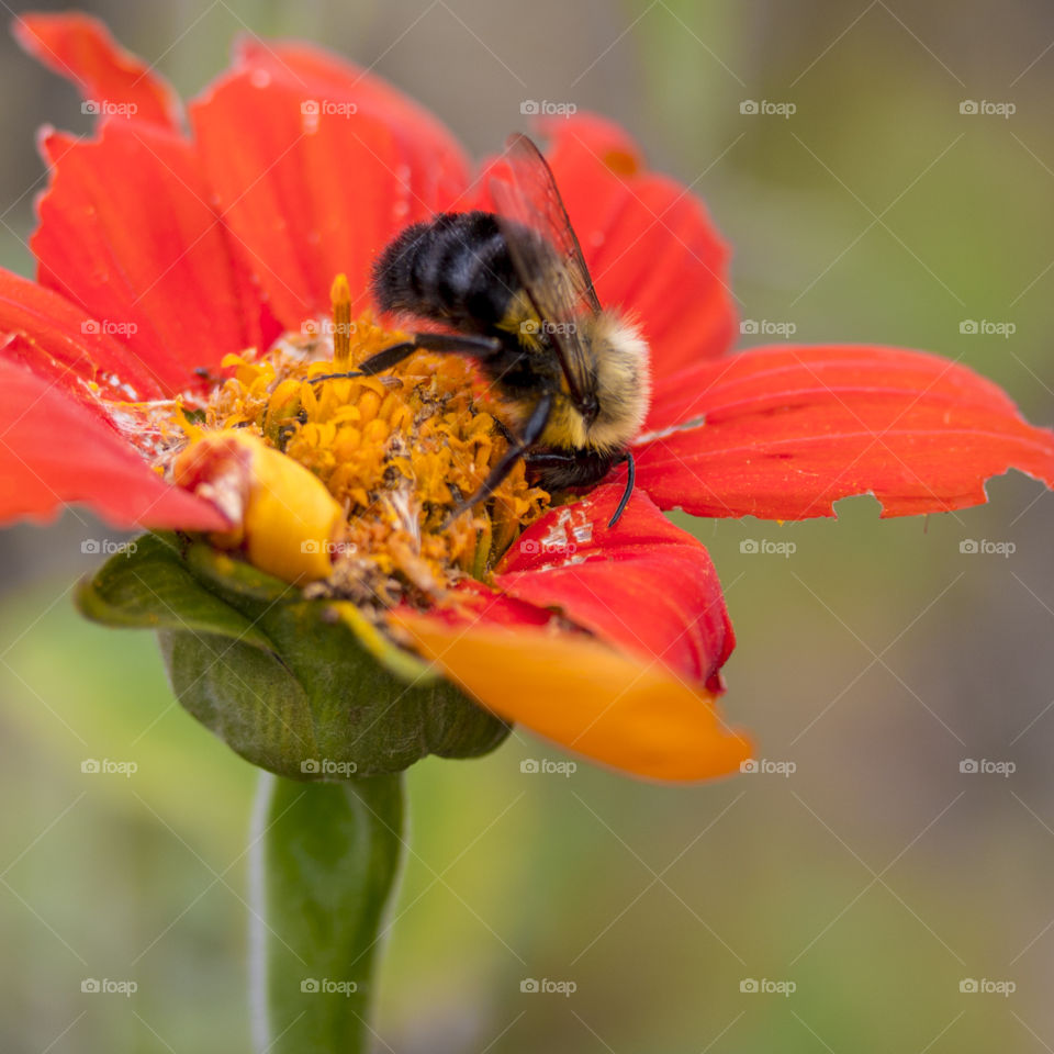 Bee.