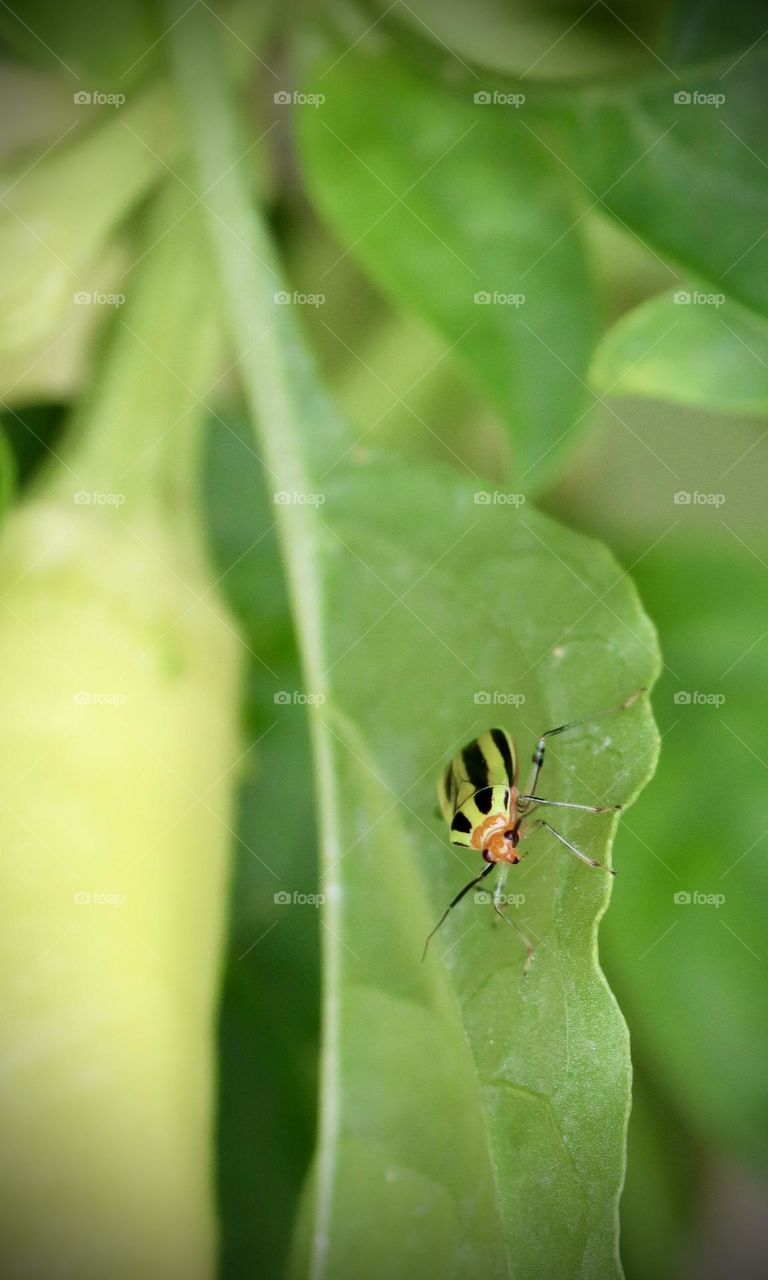 A brightly colored four lined plant bug rests on a large, green leaf in the heat of the summer 