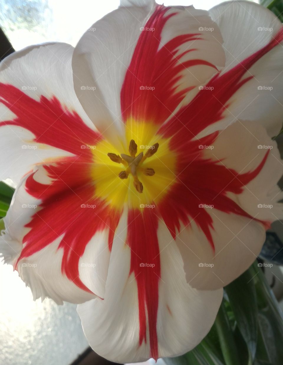 Red white and yellow tulip.
