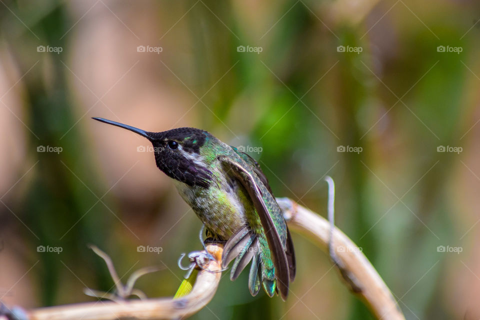 Fast and furious little hummingbird.
