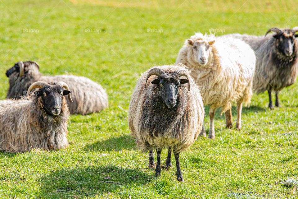 unshaved ram, male sheep