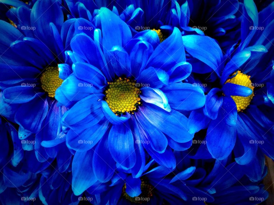 Bright blue daisies