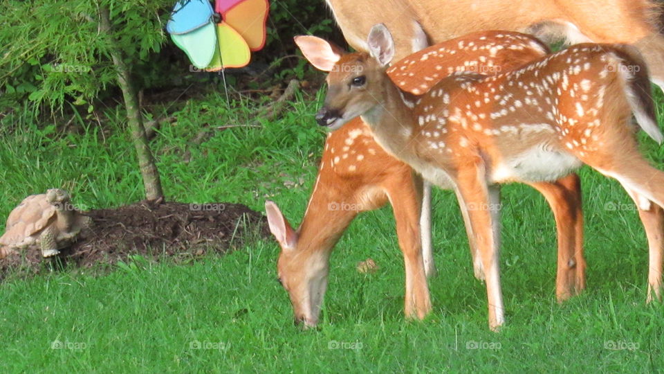 fawns visiting