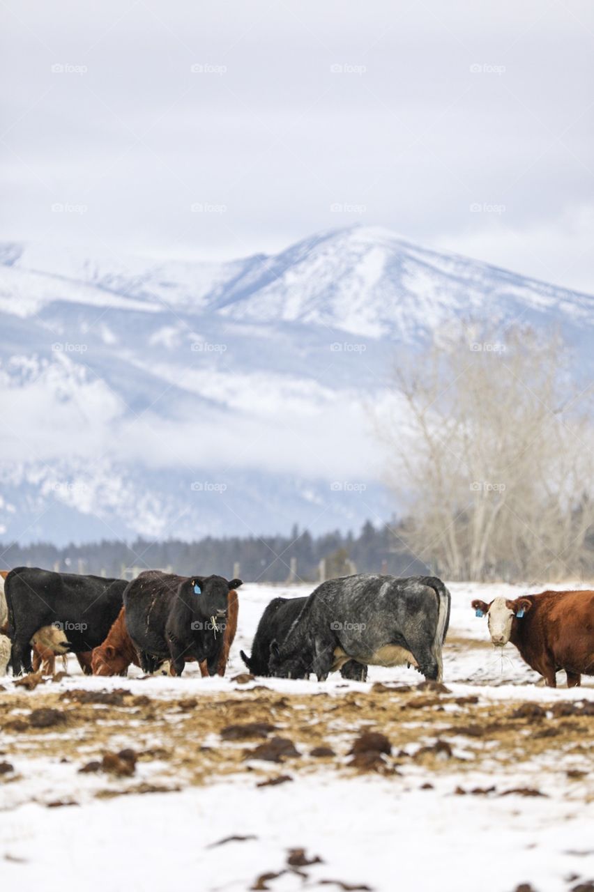 A herd of hungry cattle eating a yummy snack in the snowy mountains of Montana