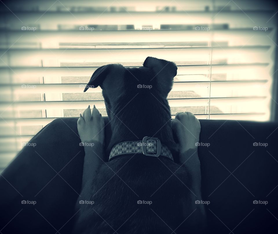 Staring out the window daydreaming