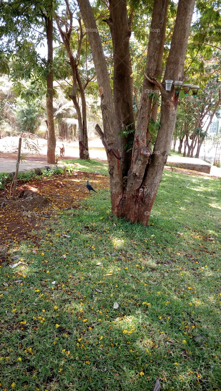 Natural Tree With Wird House And Dog