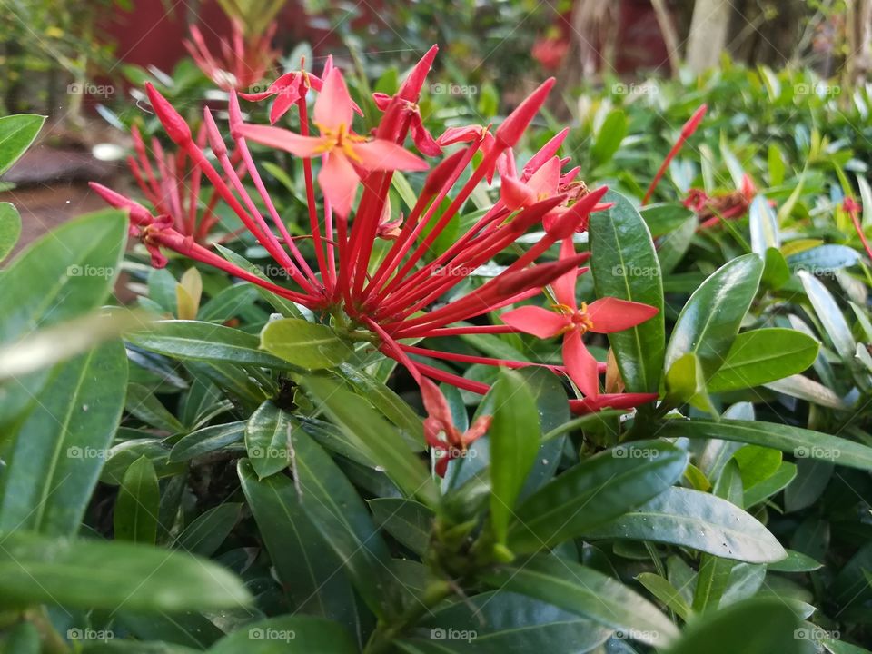 Red Ixora