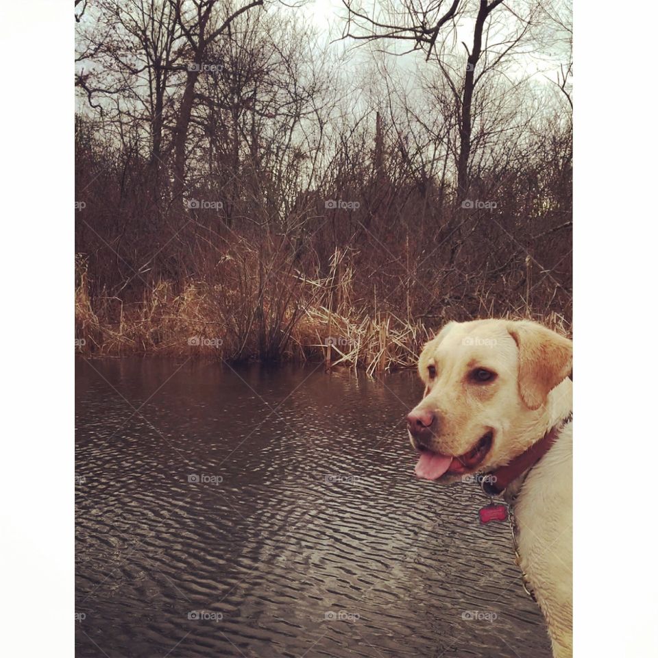 Sunshine. Dog in a bog
