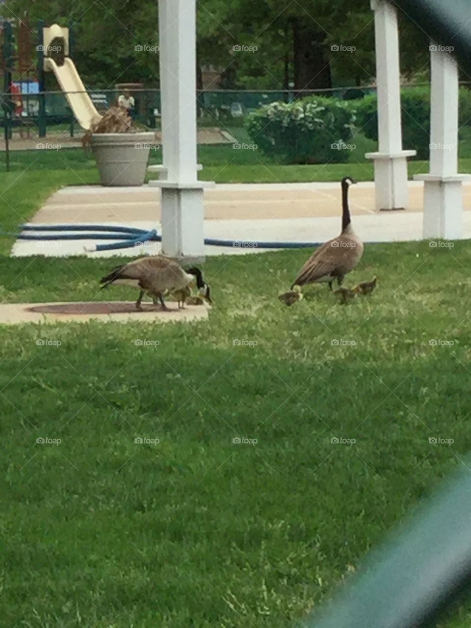 Canada Geese parent with baby geese on the move 