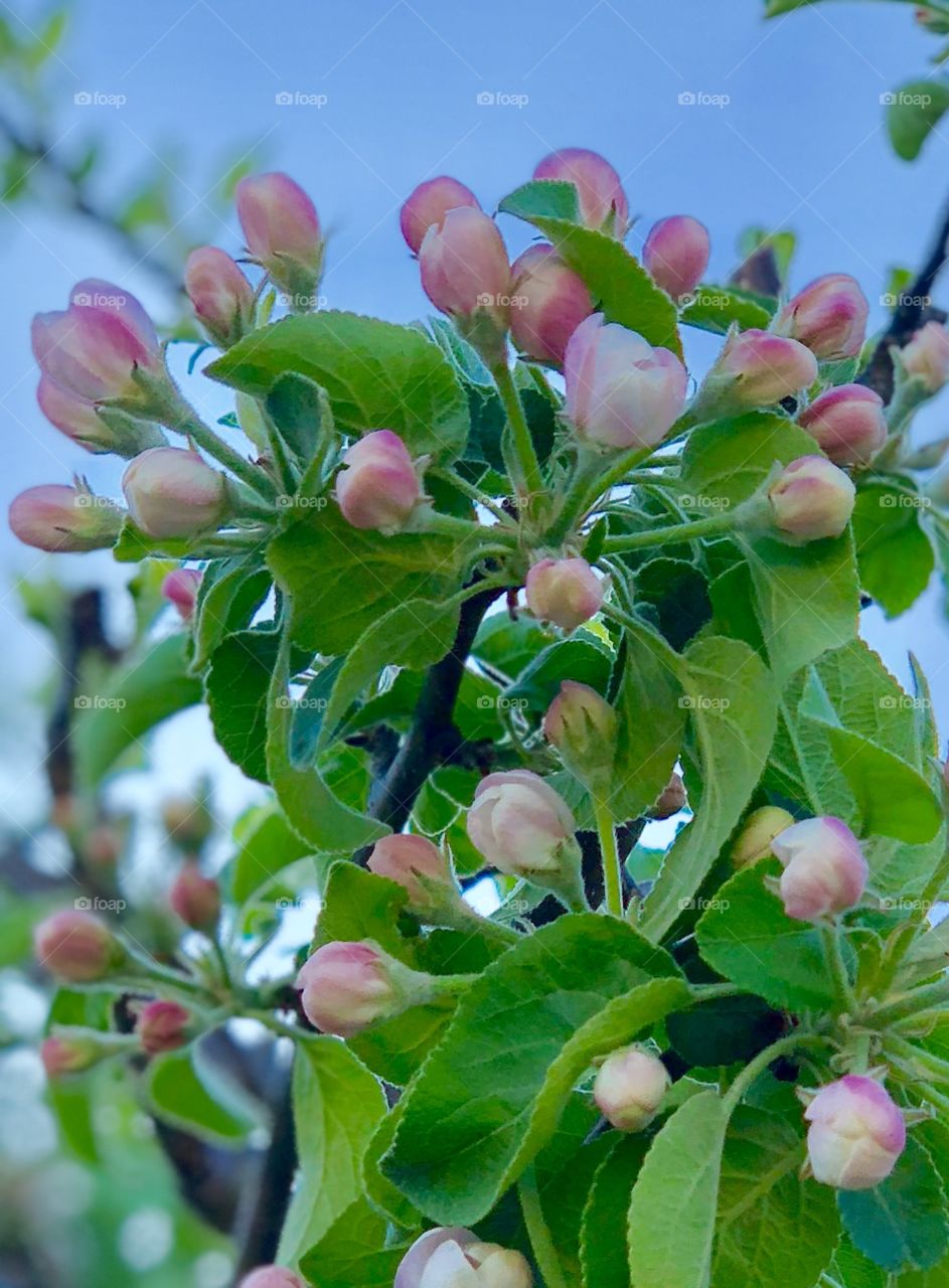 Apples buds 