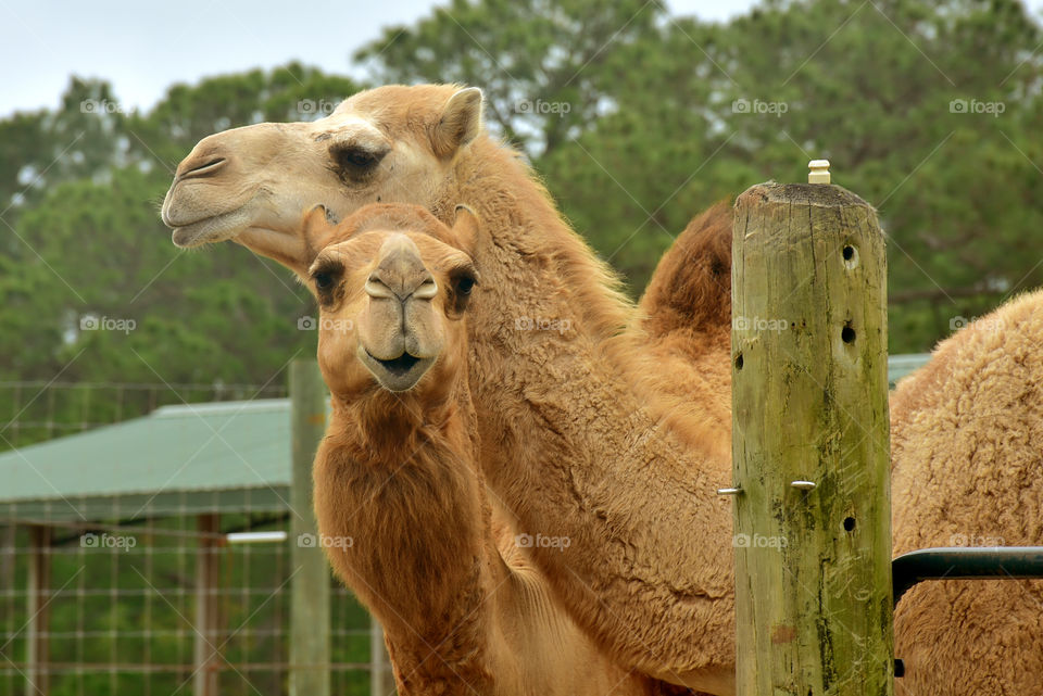 Camels 