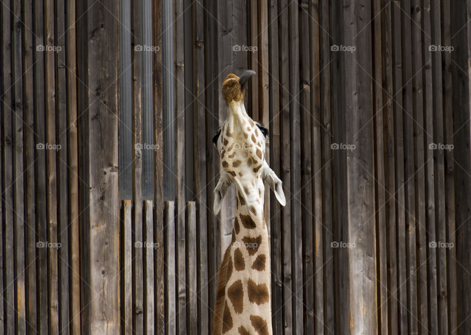 Giraffe chews with its tongue sticking out