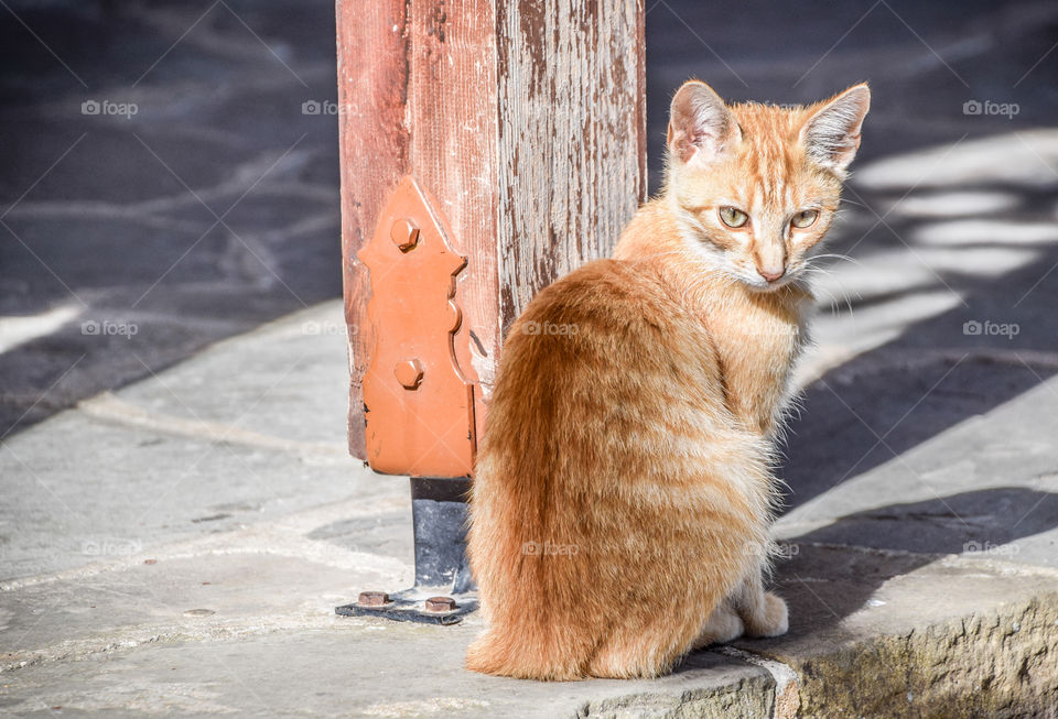 No Person, Cat, Nature, Cute, Outdoors