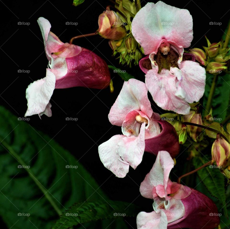 low key macro picture blooming wild orchid