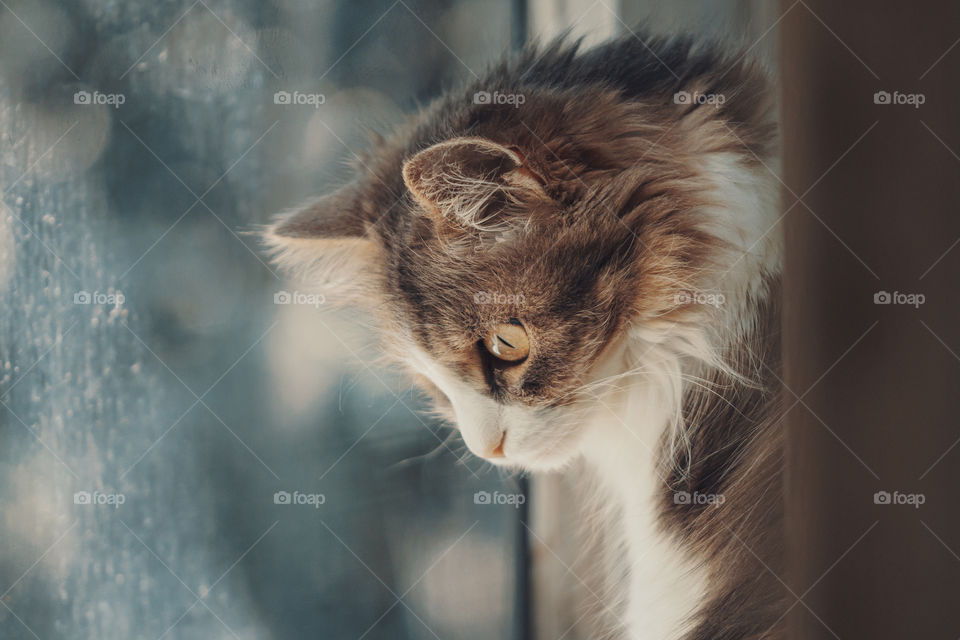 Domestic cat looks at window. pet concept