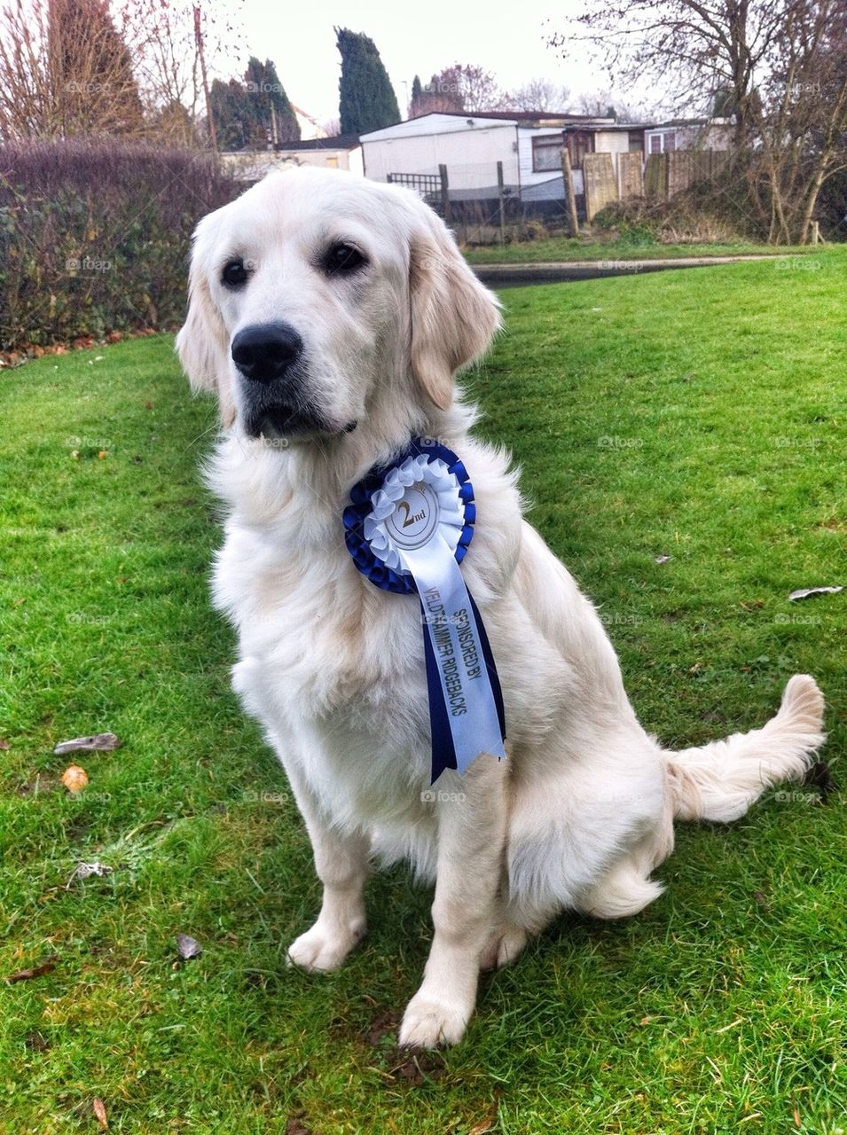 Zoe - Golden Retriever