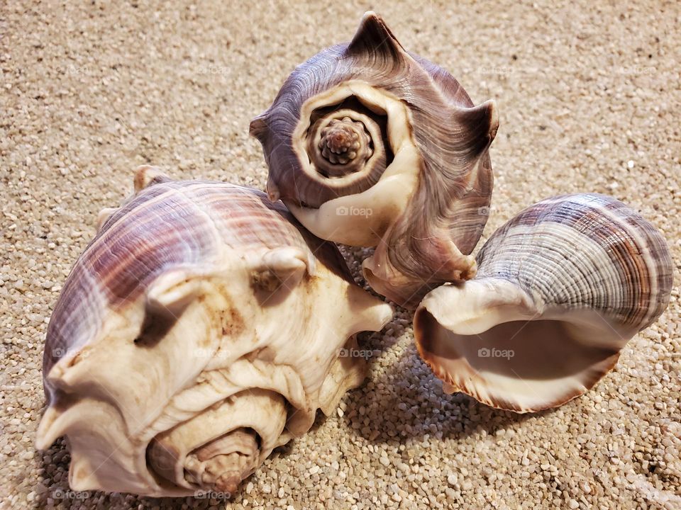 Crown Conch Shells on the Sand