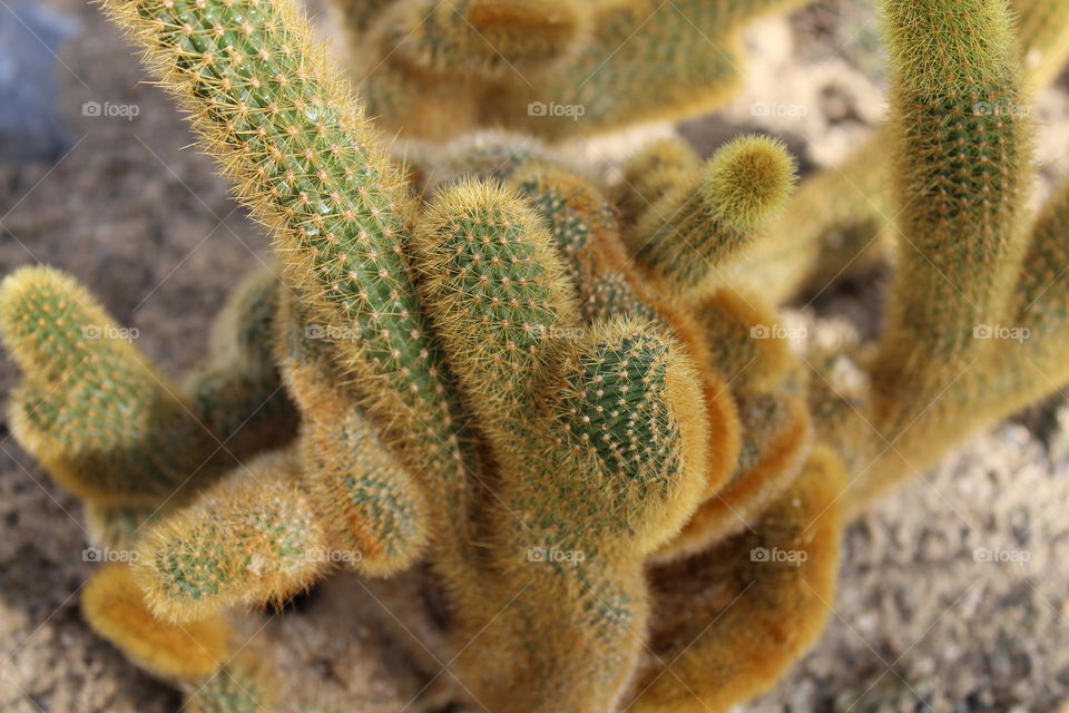 macro of a cactus with multiple spikes