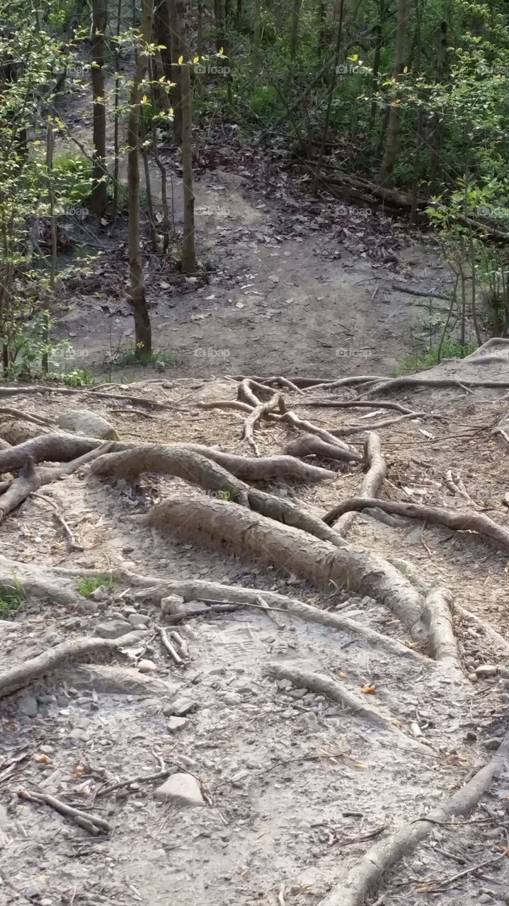 exposed tree roots in dirt