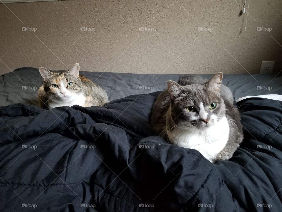 cats on unmade bed