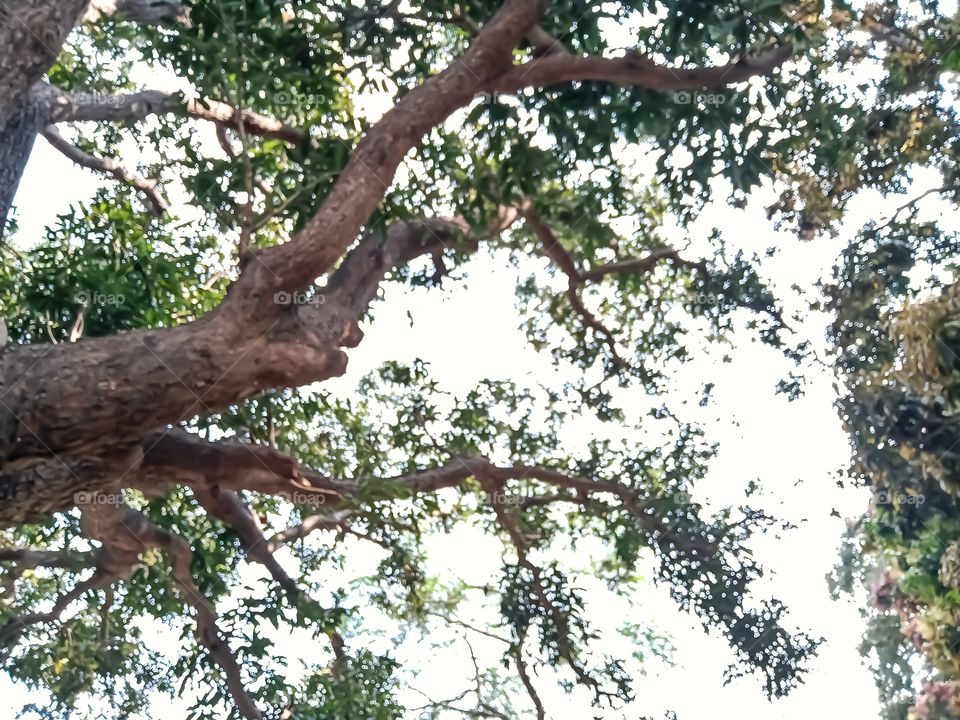 Beautiful mango tree branches awesome image india