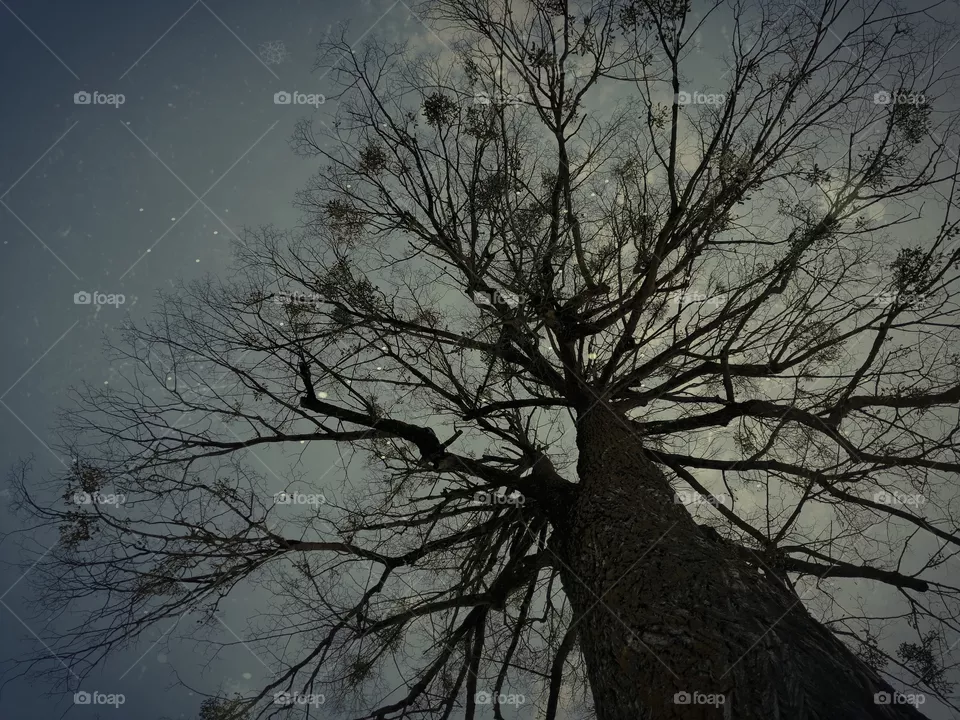 Tree crown. Low angle. Vintage style