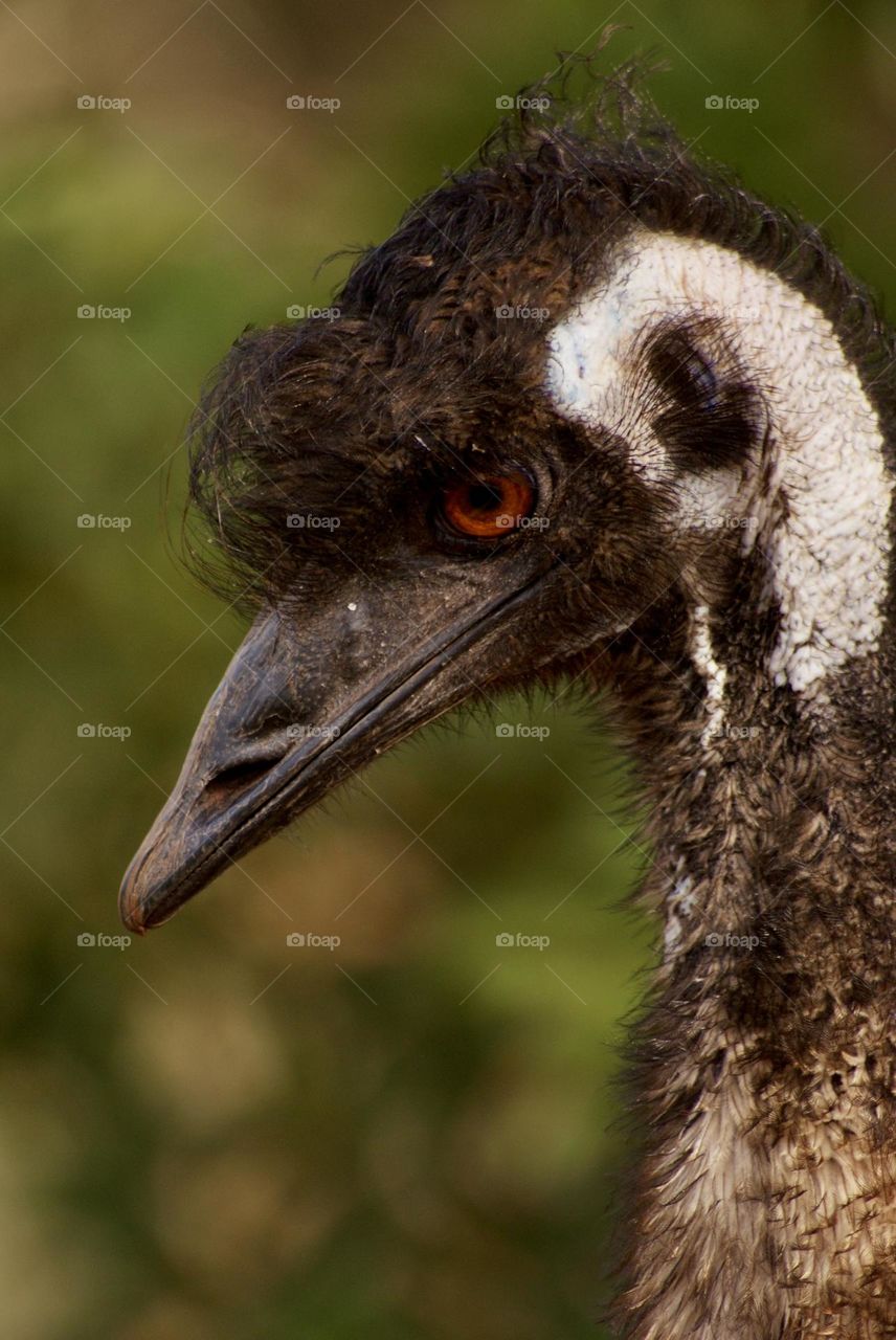 A close up still of a red-eyed emu 